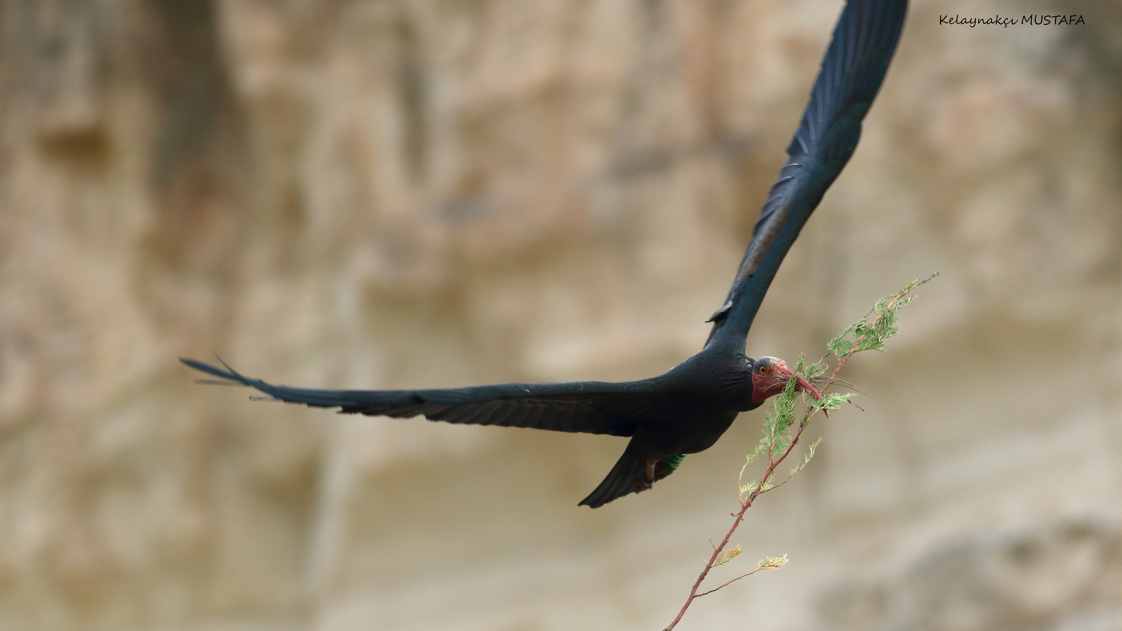 Northern Bald Ibis